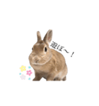 うさぎのもねさん（個別スタンプ：5）