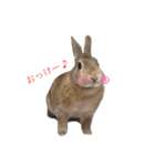 うさぎのもねさん（個別スタンプ：9）