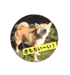 ジュジュの気持ち（個別スタンプ：3）