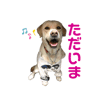 S.アニマルスタンプ（個別スタンプ：11）
