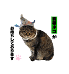 S.アニマルスタンプ（個別スタンプ：27）