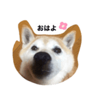 くぅちゃんのご挨拶！（個別スタンプ：1）