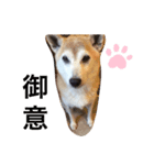 くぅちゃんのご挨拶！（個別スタンプ：3）