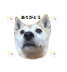 くぅちゃんのご挨拶！（個別スタンプ：6）