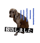 いぬの日常〜遅刻魔専用〜（個別スタンプ：3）
