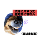 いぬの日常〜遅刻魔専用〜（個別スタンプ：8）