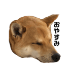 柴と甲斐のミックス犬むぎちゃん①（個別スタンプ：2）