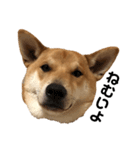柴と甲斐のミックス犬むぎちゃん①（個別スタンプ：3）