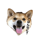柴と甲斐のミックス犬むぎちゃん①（個別スタンプ：4）