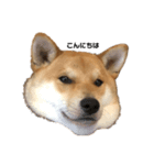 柴と甲斐のミックス犬むぎちゃん①（個別スタンプ：6）
