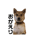 柴と甲斐のミックス犬むぎちゃん①（個別スタンプ：7）