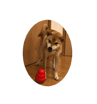 柴と甲斐のミックス犬むぎちゃん①（個別スタンプ：8）