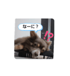 うちのチワワの8スタンプ（個別スタンプ：4）