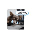 うちのチワワの8スタンプ（個別スタンプ：5）