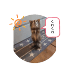 うちのチワワの8スタンプ（個別スタンプ：7）