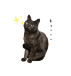 黒猫レオ詰め合わせꫛꫀꪝ✧‧˚（個別スタンプ：1）