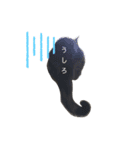 黒猫レオ詰め合わせꫛꫀꪝ✧‧˚（個別スタンプ：5）
