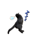 黒猫レオ詰め合わせꫛꫀꪝ✧‧˚（個別スタンプ：6）