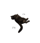 黒猫レオ詰め合わせꫛꫀꪝ✧‧˚（個別スタンプ：9）