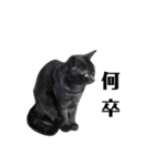 黒猫レオ詰め合わせꫛꫀꪝ✧‧˚（個別スタンプ：11）
