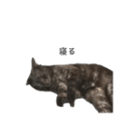 黒猫レオ詰め合わせꫛꫀꪝ✧‧˚（個別スタンプ：13）