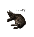 黒猫レオ詰め合わせꫛꫀꪝ✧‧˚（個別スタンプ：16）