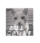 Freddieのスタンプ（個別スタンプ：1）