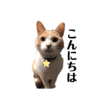 Freddieのスタンプ（個別スタンプ：2）
