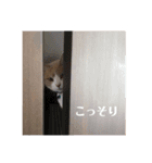 Freddieのスタンプ（個別スタンプ：3）