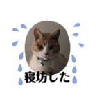 Freddieのスタンプ（個別スタンプ：13）