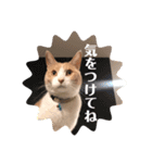 Freddieのスタンプ（個別スタンプ：14）