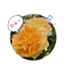 白猫しらすとお花スタンプ（個別スタンプ：1）