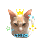 白猫しらすとお花スタンプ（個別スタンプ：3）