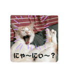 白猫しらすとお花スタンプ（個別スタンプ：6）