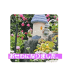 白猫しらすとお花スタンプ（個別スタンプ：12）