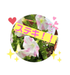 白猫しらすとお花スタンプ（個別スタンプ：14）