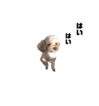 cocoの日常生活（個別スタンプ：3）