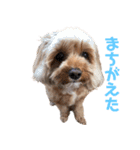 cocoの日常生活（個別スタンプ：4）