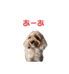 cocoの日常生活（個別スタンプ：6）