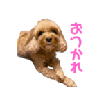 cocoの日常生活（個別スタンプ：7）