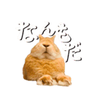 うさぎのニコ(夫婦の会話)（個別スタンプ：1）