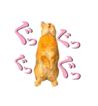 うさぎのニコ(夫婦の会話)（個別スタンプ：2）