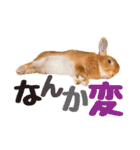 うさぎのニコ(夫婦の会話)（個別スタンプ：3）