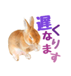 うさぎのニコ(夫婦の会話)（個別スタンプ：4）