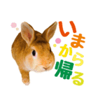 うさぎのニコ(夫婦の会話)（個別スタンプ：6）