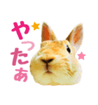 うさぎのニコ(夫婦の会話)（個別スタンプ：7）