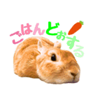 うさぎのニコ(夫婦の会話)（個別スタンプ：8）