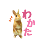 うさぎのニコ(夫婦の会話)（個別スタンプ：11）