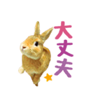 うさぎのニコ(夫婦の会話)（個別スタンプ：12）