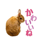 うさぎのニコ(夫婦の会話)（個別スタンプ：13）